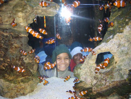 aquarium007