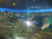 aquarium006